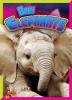 Baby_elephants